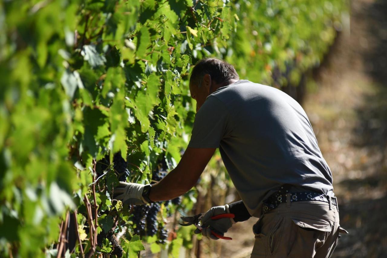 Il Palazzo - Agriturismo, Winery Arezzo Zewnętrze zdjęcie