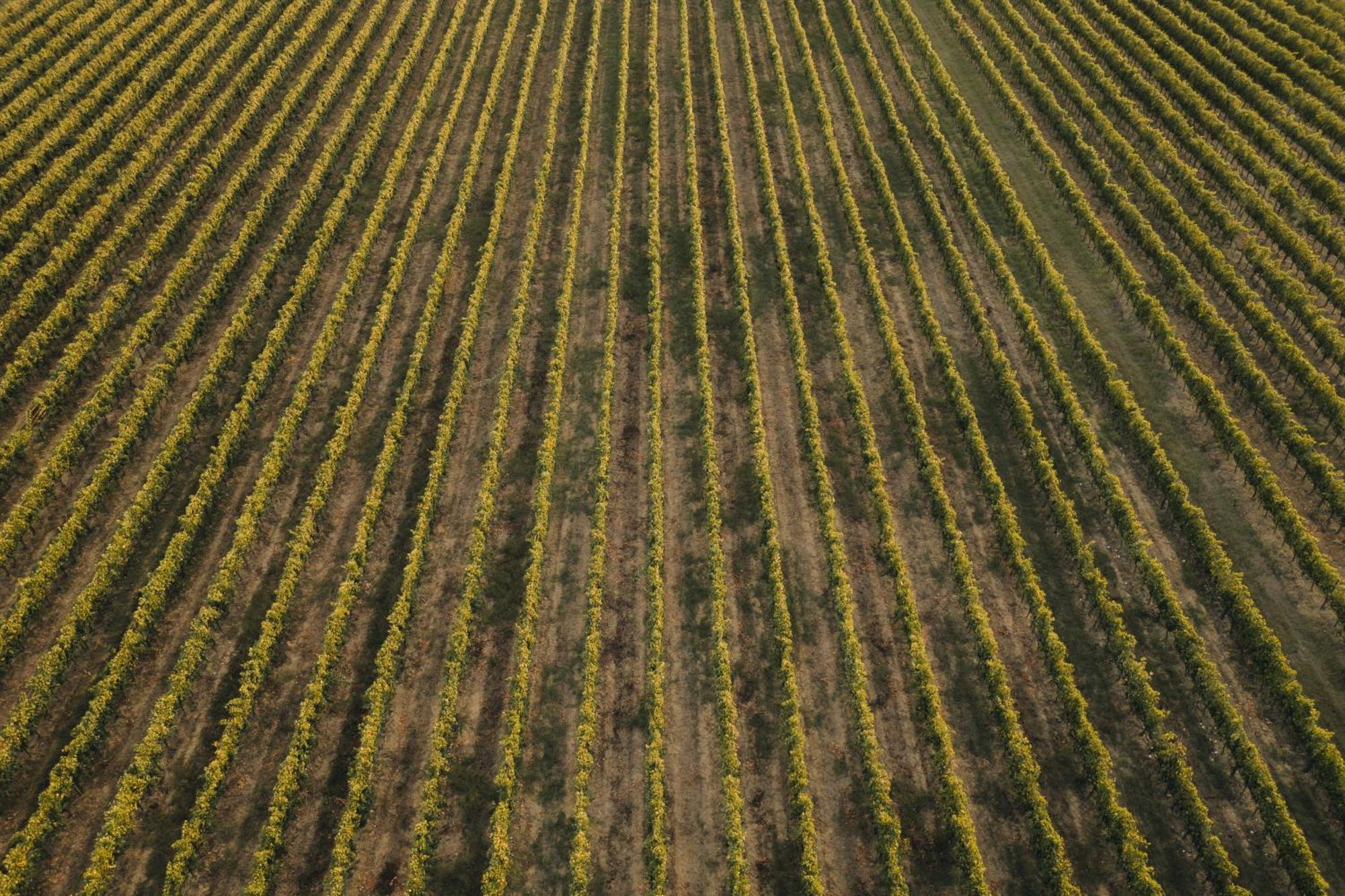 Il Palazzo - Agriturismo, Winery Arezzo Zewnętrze zdjęcie